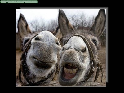Donkeys.jpg